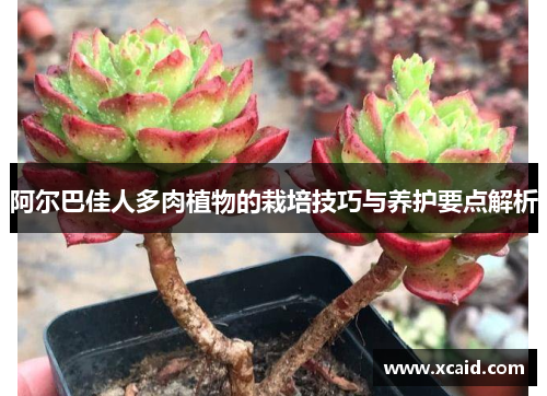 阿尔巴佳人多肉植物的栽培技巧与养护要点解析